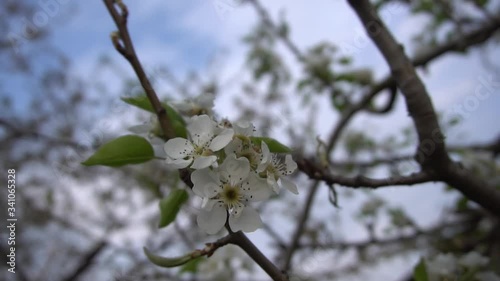 Blooming pear trees in the spring garden