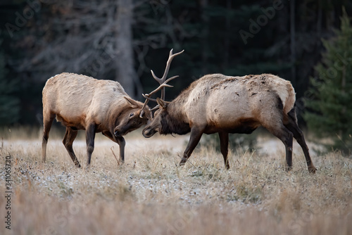 Elk fighting 
