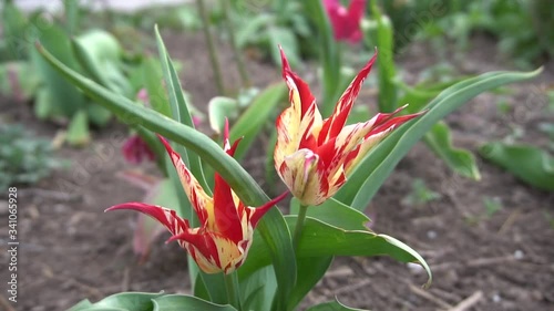 bright motley tulips in the spring flowerbed