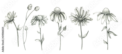 Pencil daisy flowers set isolated on white background. Pencil flowers set. Chamomile collection. Botanical illustration set. Floral drawing. Use it for design, invitation, textile.