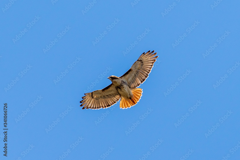 Obraz premium red tailed hawk