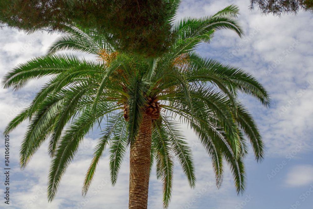 Ansicht von Unten auf eine Palme am Strand von Marbella, Spanien Ansicht von Unten auf eine Palme am Strand von Marbella, Spanien
