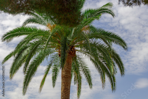 Ansicht von Unten auf eine Palme am Strand von Marbella  Spanien