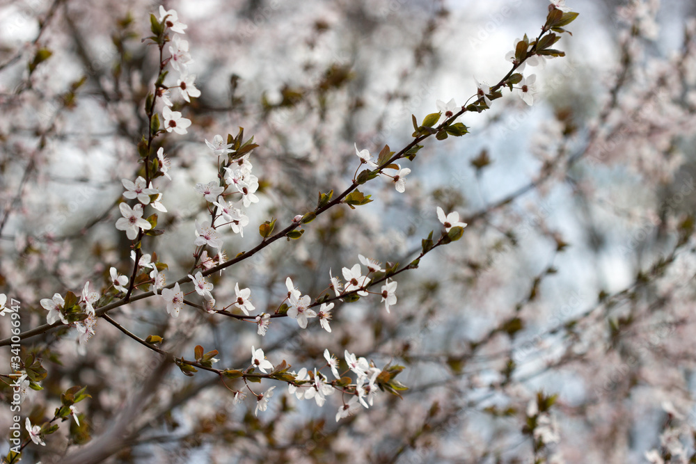 Cherry plum branches with white flowers and young leaves, spring concept. Cherry plum branches with white flowers and young leaves, spring concept.