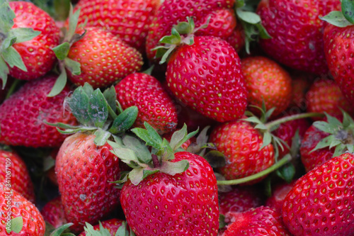 Red strawberries summer background