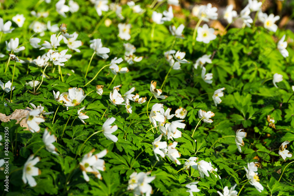 Bed of small blooming white flowers in the forest