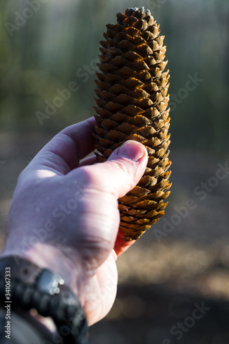Obraz na płótnie holding up a spruce cone in the forest w salonie