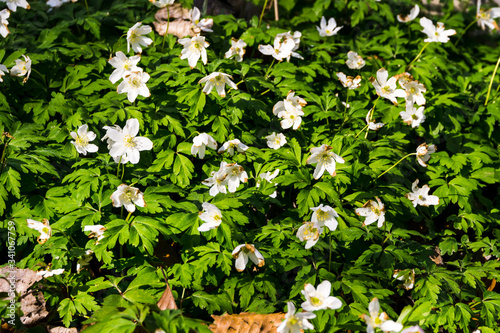 Obraz na płótnie Bed of small blooming white flowers in the forest w salonie