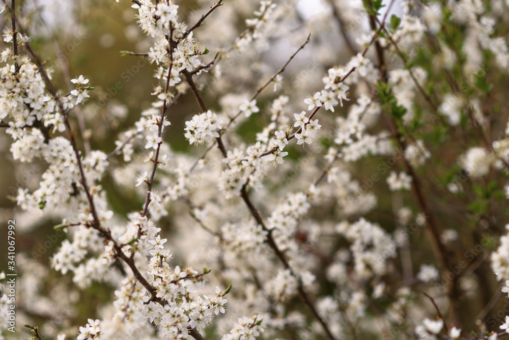 blooming cherry tree in spring