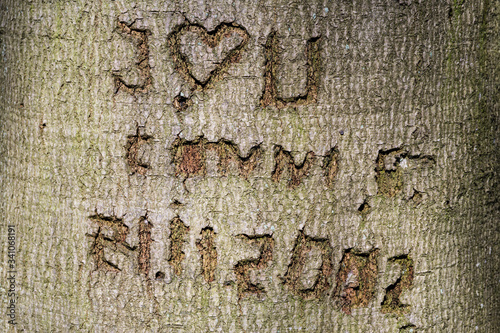 i love you confession carved in a tree