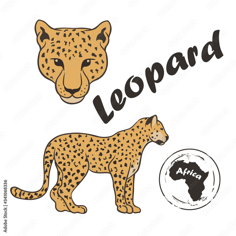 Leopard vector image isolated on white background. Leopard in full ...