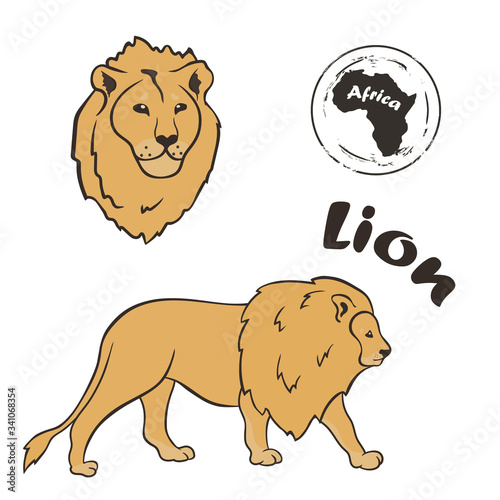 Lion king vector image isolated on white background. Lion in full growth and profile head. African wild predatory cat. Animal panther with beige skin and mane. Dangerous predator big cat family. 