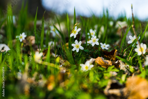 Obraz na płótnie Bed of small blooming white flowers in the forest w salonie