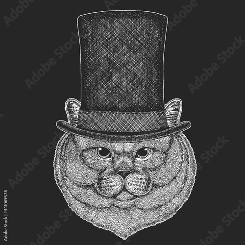 British shorthair cat. Top hat, cylinder. Scottish fold. Cute kitten. Cool animal.