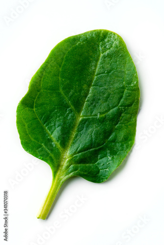 spinach leaf on white