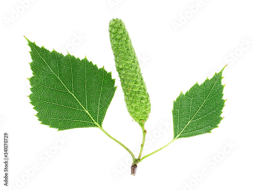 Branch of birch with bud and green leaves isolated on a white background