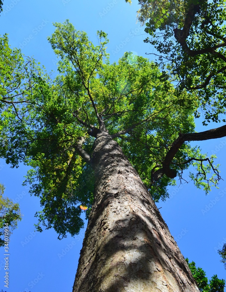 Fototapeta premium A giant tree, shot in a Guarani park in Iguassu falls (Foz do Iguaçu), Brazil. Vertical shot, pointing to the sky.
