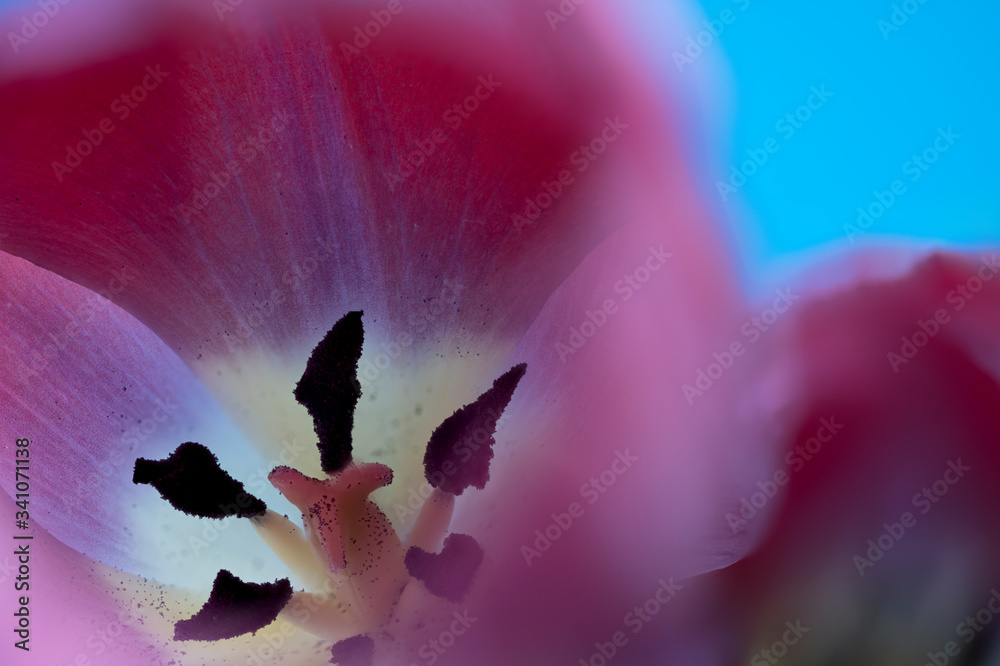 Fototapeta Interior of a red Tulip