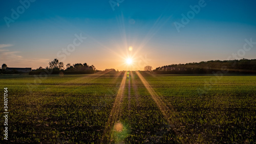 Sunset over young crops in the Oxfordshire countryside