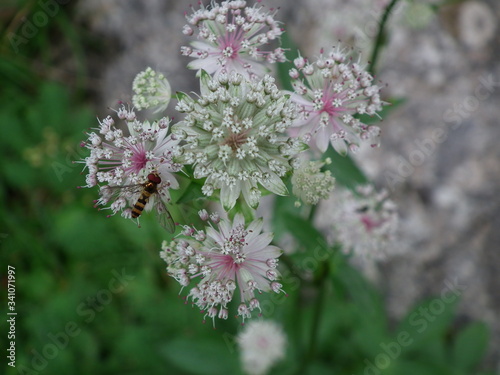 Kleine Sterndolde bekommt Besuch