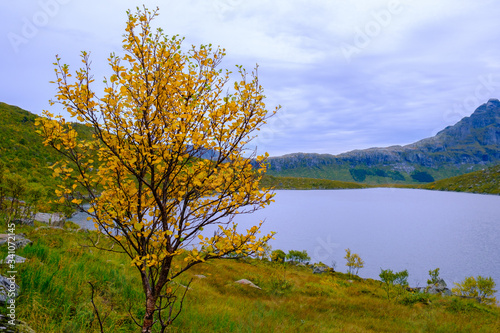 autumn landscape on the Lofoten islands, mountains and sea © vadimborkin