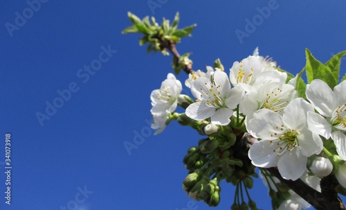 Branche de cerisier en fleur sur fond de ciel bleu. Espace texte sur la gauche.