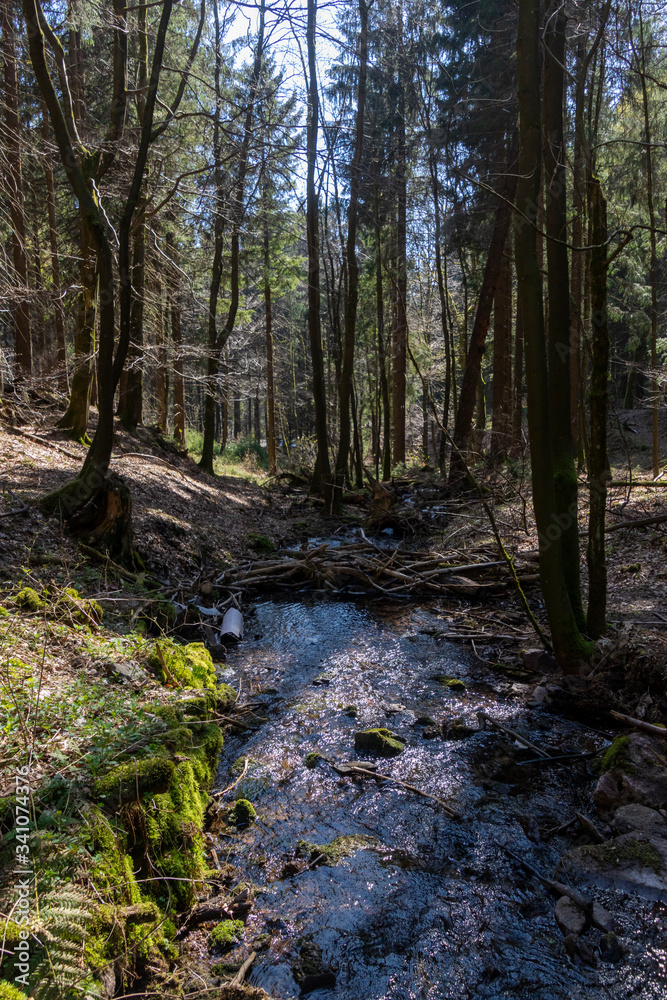 Obraz premium kleiner Bach im Wald