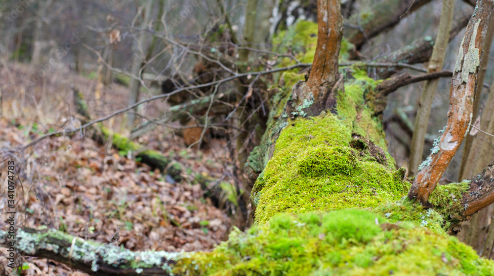 Closeup image of the tumbled-down tree in the Russian forest covered of green moss