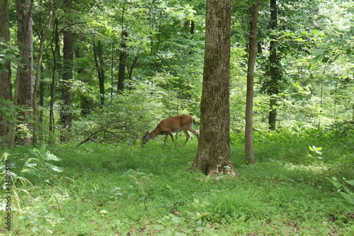 Kentucky Deer 5