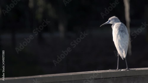 Juvenile little blue heron on fishing dock on Lake Jesup near Orlando Florida photo