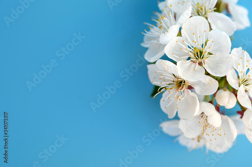 Selective focus white flowers. White cherry flowers on a blue background. Flowering sprig of cherry top view. Copy space