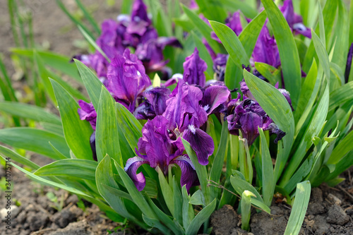 Small purple irises in the flowerbed. Dwarf bearded irises in the garden. Beautiful flowers to decorate borders  terraces and flower beds.