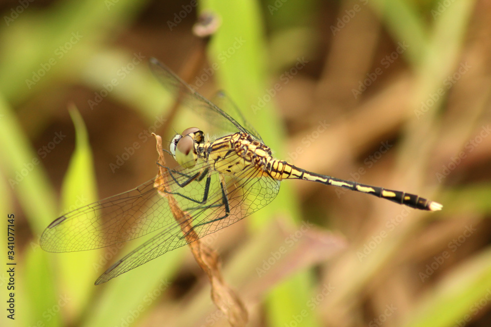 A green dragonfly resting on a dried blade of grass A green dragonfly resting on a dried blade of grass