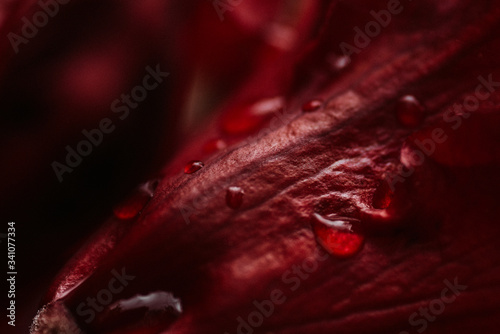 blooming flowers in spring seasson close up with rain drops
 photo