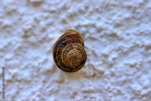 snail on a stone