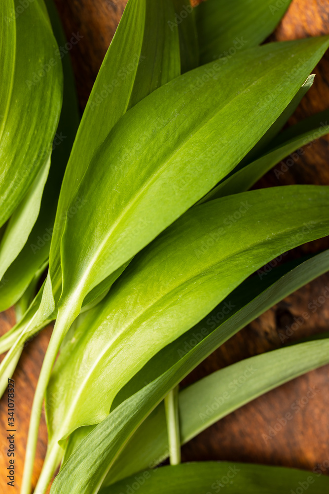 Fototapeta premium Green wild garlic leaves. Ramsons leaves