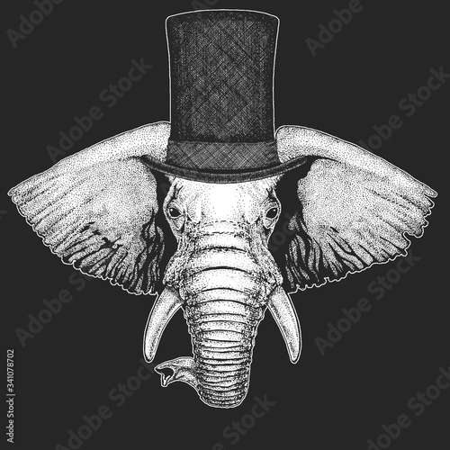 Elephant head. Top hat, cylinder. Portrait of wild animal.
