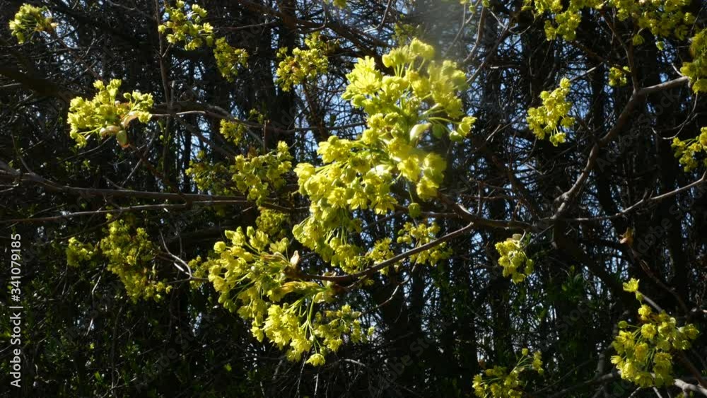 Cornus tree in bloom. Blossom of European Cornel or Cornus mas with yellow flowers in natural environment on early spring. Swinging on wind. Close-up. Cornus tree in bloom. Blossom of European Cornel or Cornus mas with yellow flowers in natural environment on early spring. Swinging on wind. Close-up.
