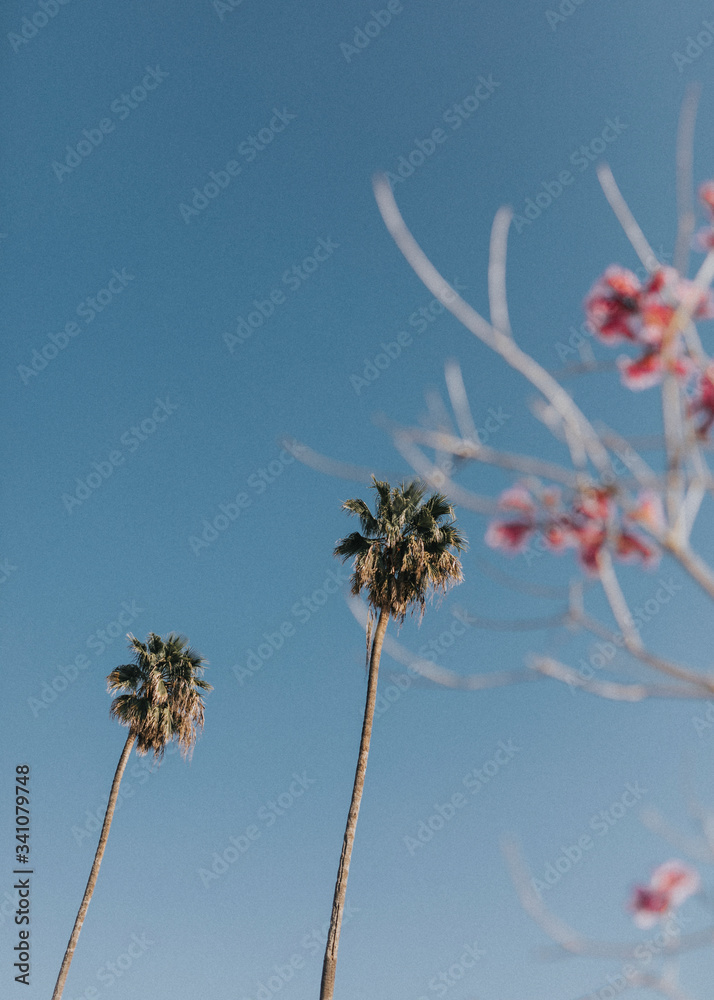 Obraz premium Palm trees and flowers in the summer sky