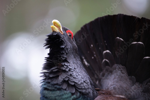 Scotland, Caledonian Forest, mating Western capercaillie photo