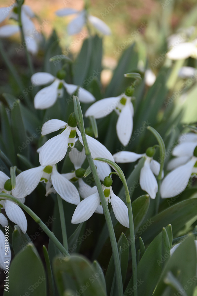 Snowdrop flowers. Blurred background of green leaves of the plant