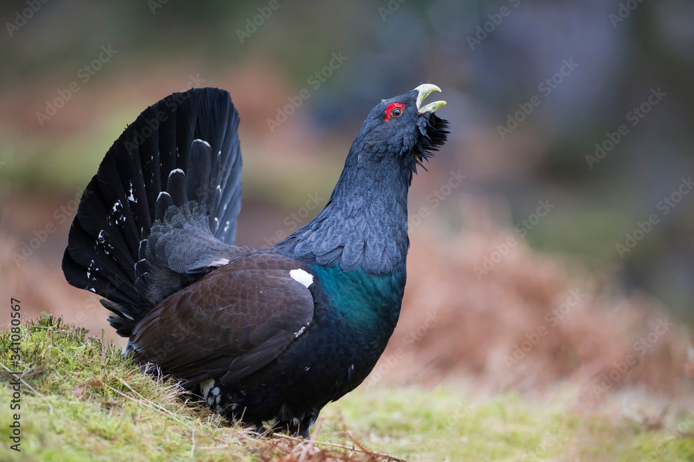 Scotland, Caledonian Forest, mating Western capercaillie Scotland, Caledonian Forest, mating Western capercaillie