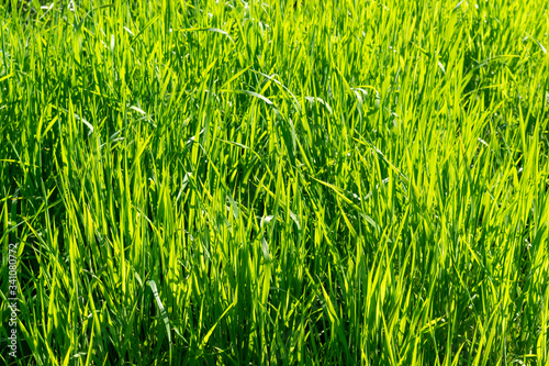 Green grass close-up, lit by the sun. Bright green sunlight natural background. Spring, summer meadow organic plants.