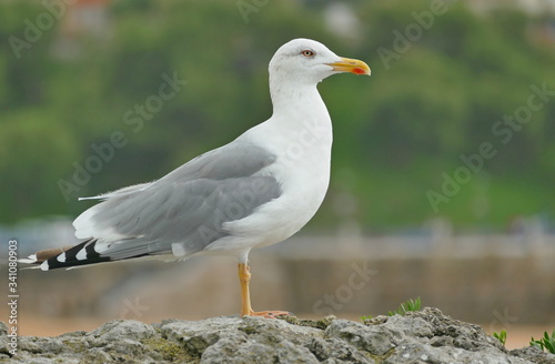 seagull