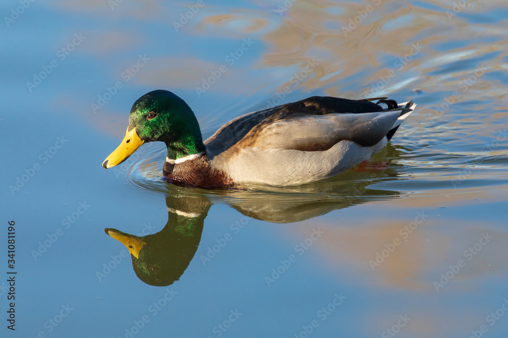 Obraz premium Stockente 8