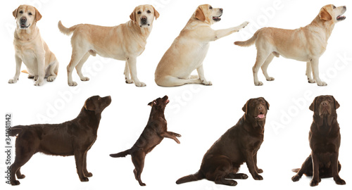 Set of labrador dogs on white background