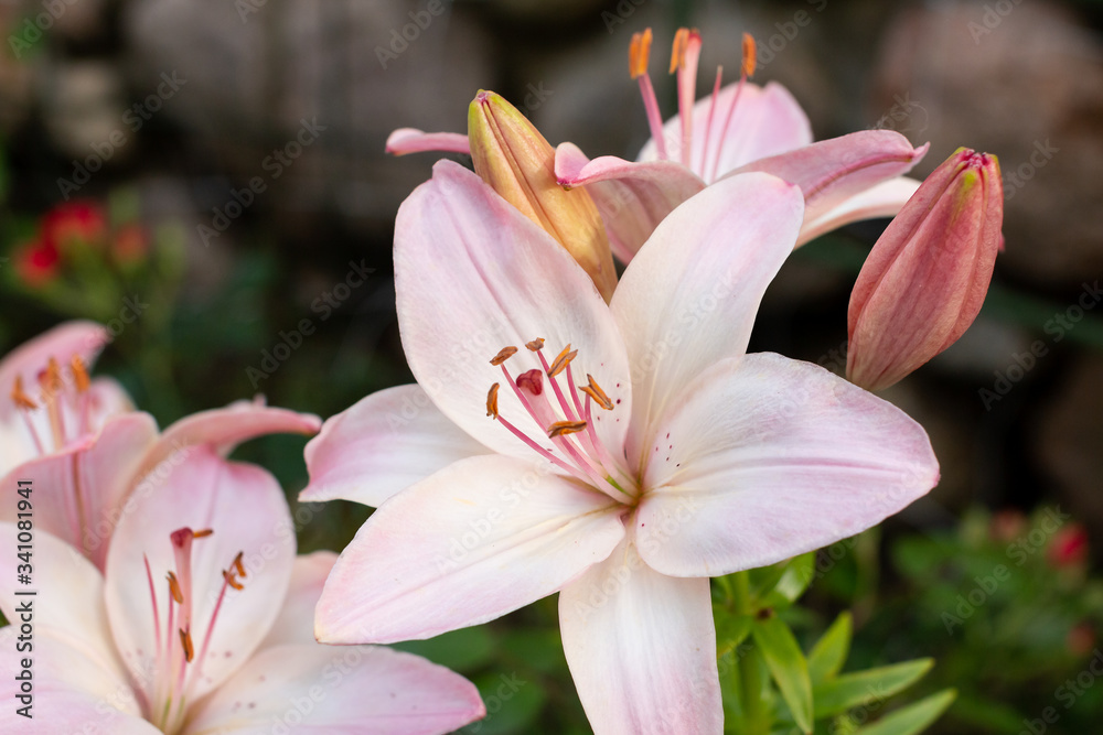 Gorgeous white pink lily blooming in the garden in summer.Flower of oriental lily.Beautiful Lily flower on the background of green leaves