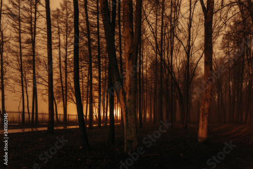 Dark and spooky foggy park at night