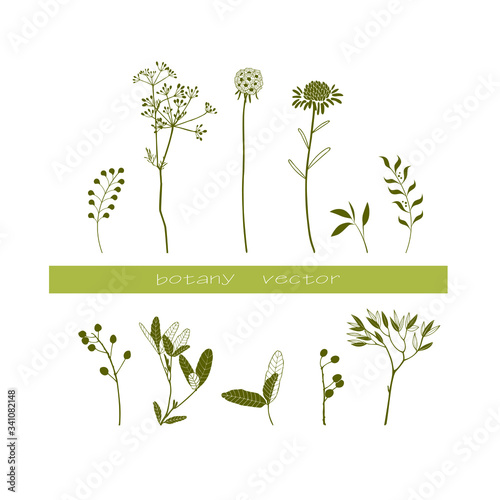 set of vector botanical plants and flowers collection
