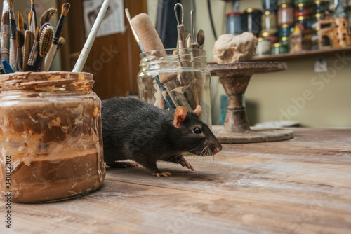 Rat on workbench in a pottery photo